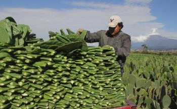 En Tlaxcala, impulsan producción de nopal