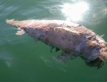 Hallan restos de vaquita marina en el Golfo de California