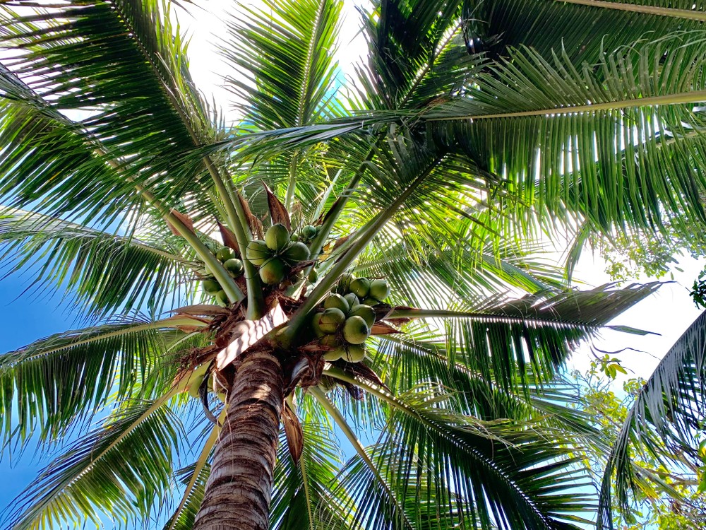 Plantean potenciar el cultivo de la palma de coco en el país