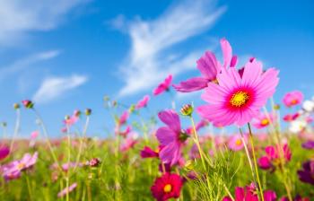 El día de hoy dará inicio la Primavera