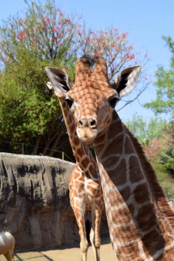 Nace Jirafita en el Zoológico de Chapultepec