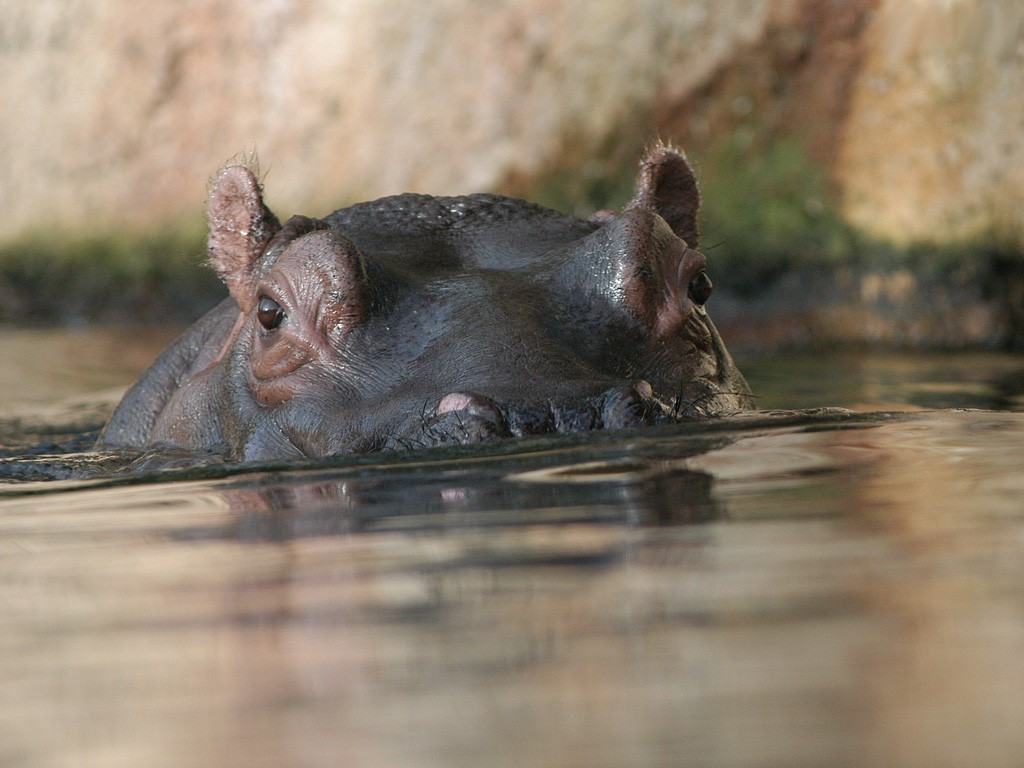 Despiden a Bianca la hipopótama que vivía en el zoológico de San Juan de Aragón