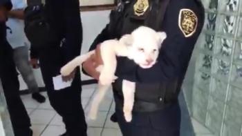 Policías de la SSC detienen a dos hombres que transportaban a un cachorro de León Africano en Iztapalapa