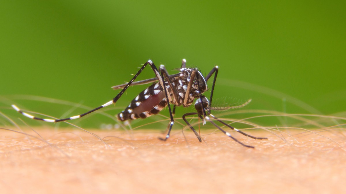 Crea IPN bioinsecticida capaz de detener al mosco transmisor de Dengue