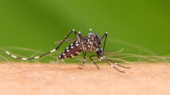 Crea IPN bioinsecticida capaz de detener al mosco transmisor de Dengue