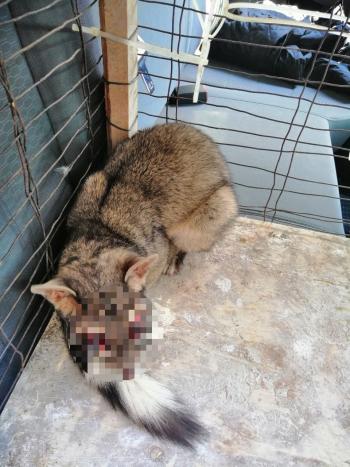 Brigada de Vigilancia Animal de la SSC acude a tres llamados de auxilio para rescatar a animales