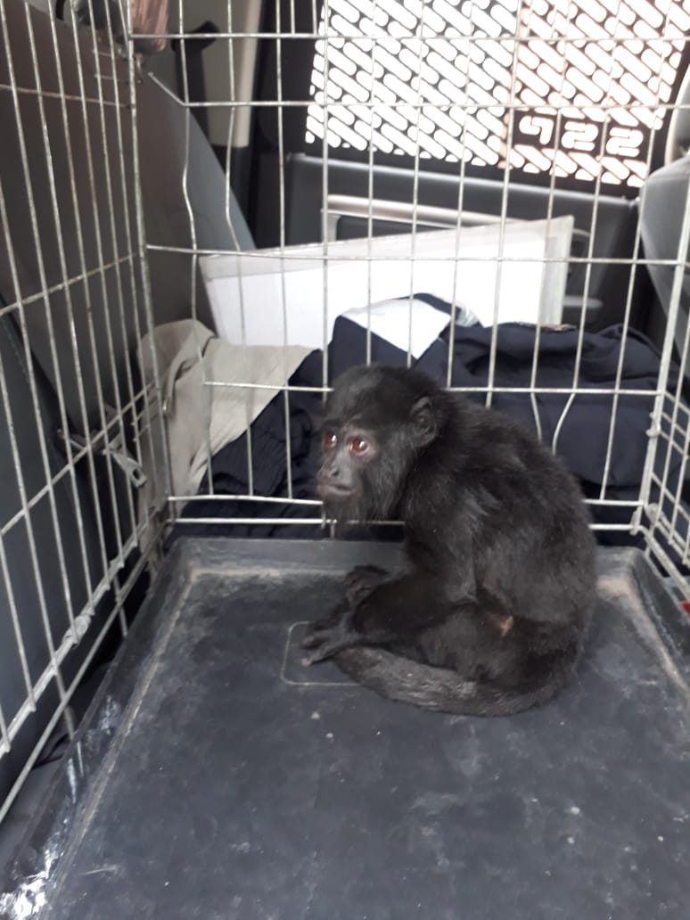 Brigada de Vigilancia Animal de la SSC rescata un Mono Aullador en la Colonia Santa Cruz Meyehualco