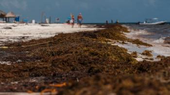 Riesgo en el Mar Caribe por el sargazo