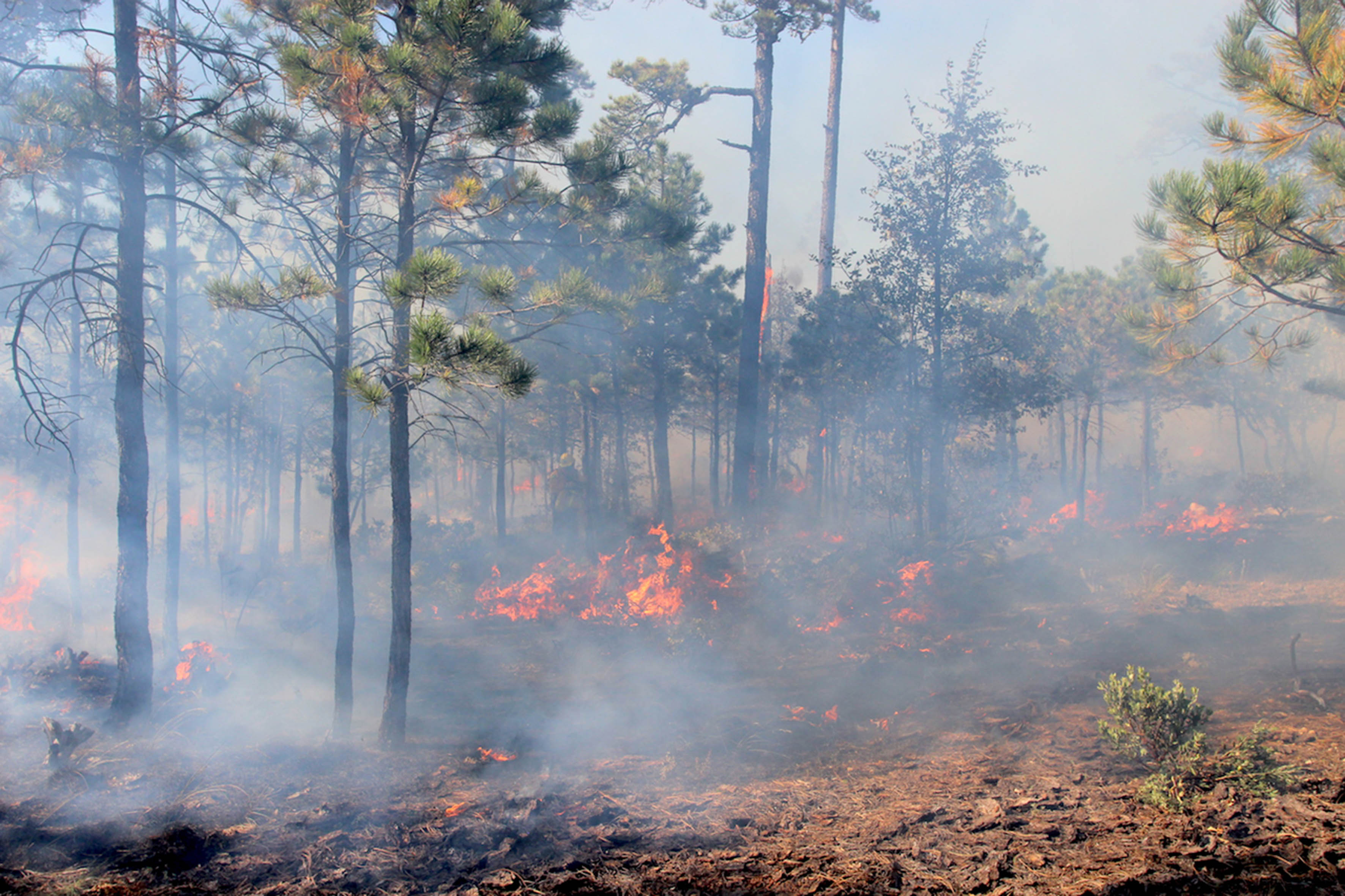 Típicos los incendios forestales registrados en el país