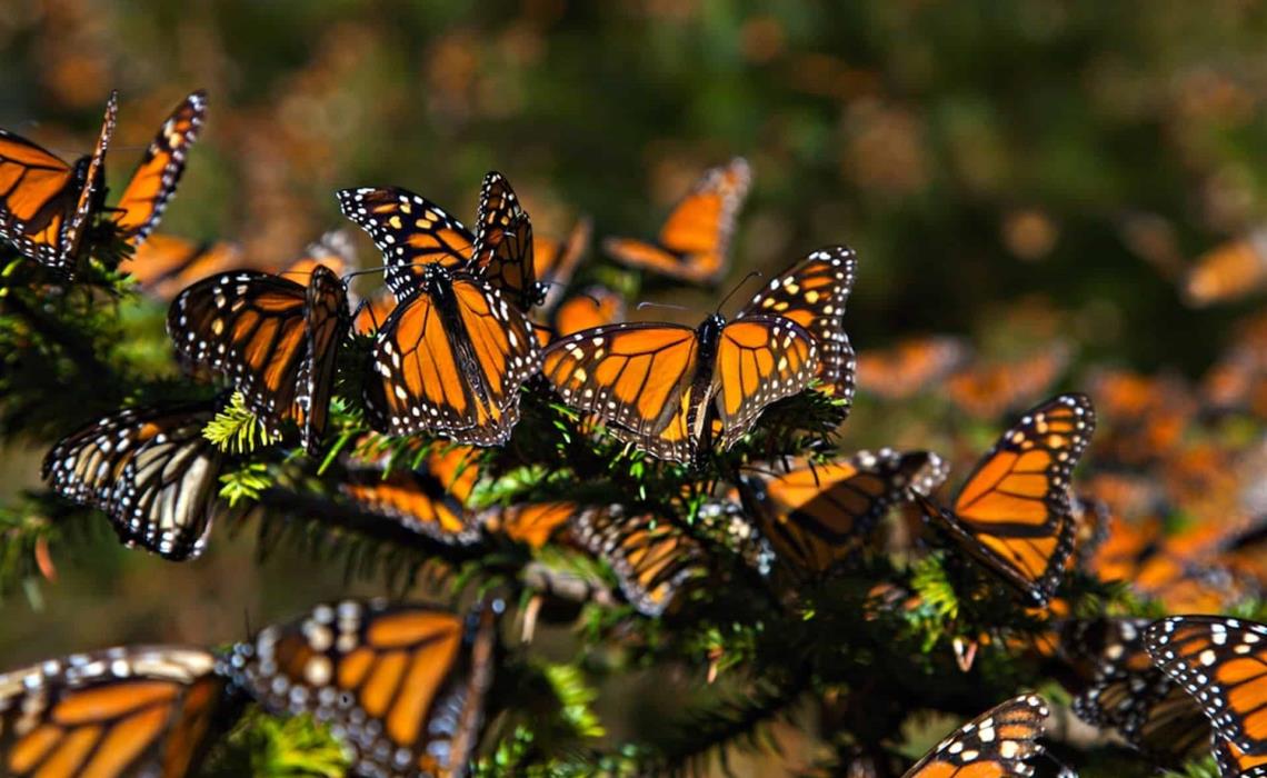 Alertan sobre uso de herbicida que amenaza a la mariposa Monarca