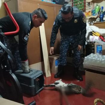 Reporte de un felino agresivo es atendido por personal de la Brigada de Vigilancia Animal de la SSC