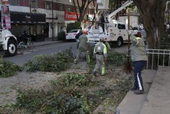 Aplican Jornada de Arbolado en siete colonias de la Alcaldía Cuauhtémoc