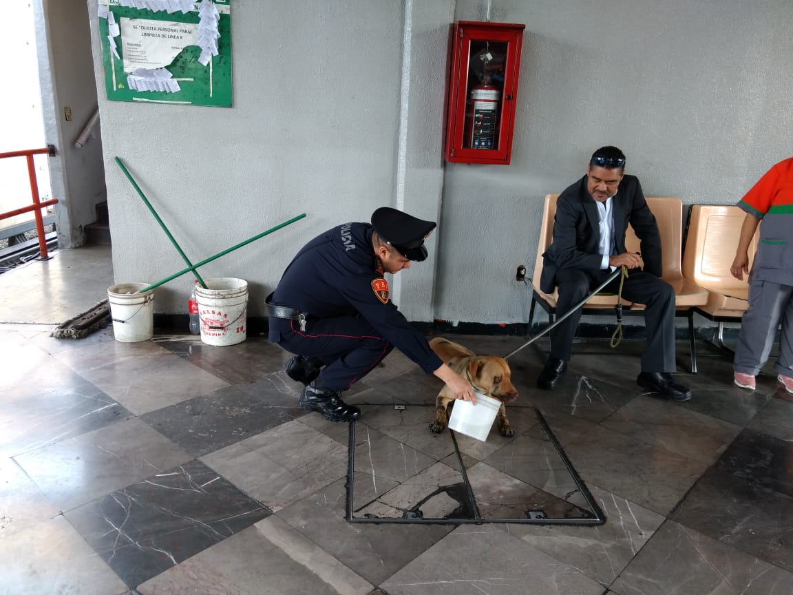 Policías de la PBI de la SSC apoyan en dos acciones diferentes en el rescate de dos perros