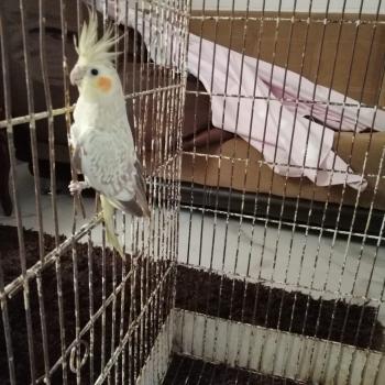 Brigada de Vigilancia Animal de la SSC rescata a una Guacamaya Ninfa en Xochimilco