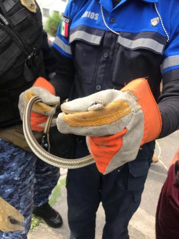 Brigada de Vigilancia Animal de la SSC rescata una Serpiente en la Colonia del Valle Norte