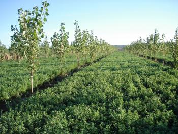 Analizará Consejo Universitario de la UNAM crear Licenciatura en Ciencias Agroforestales y otorgar 10 Honoris Causa