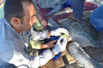 Estudia IPN Herpevirus y Tumoraciones en Tortugas Marinas