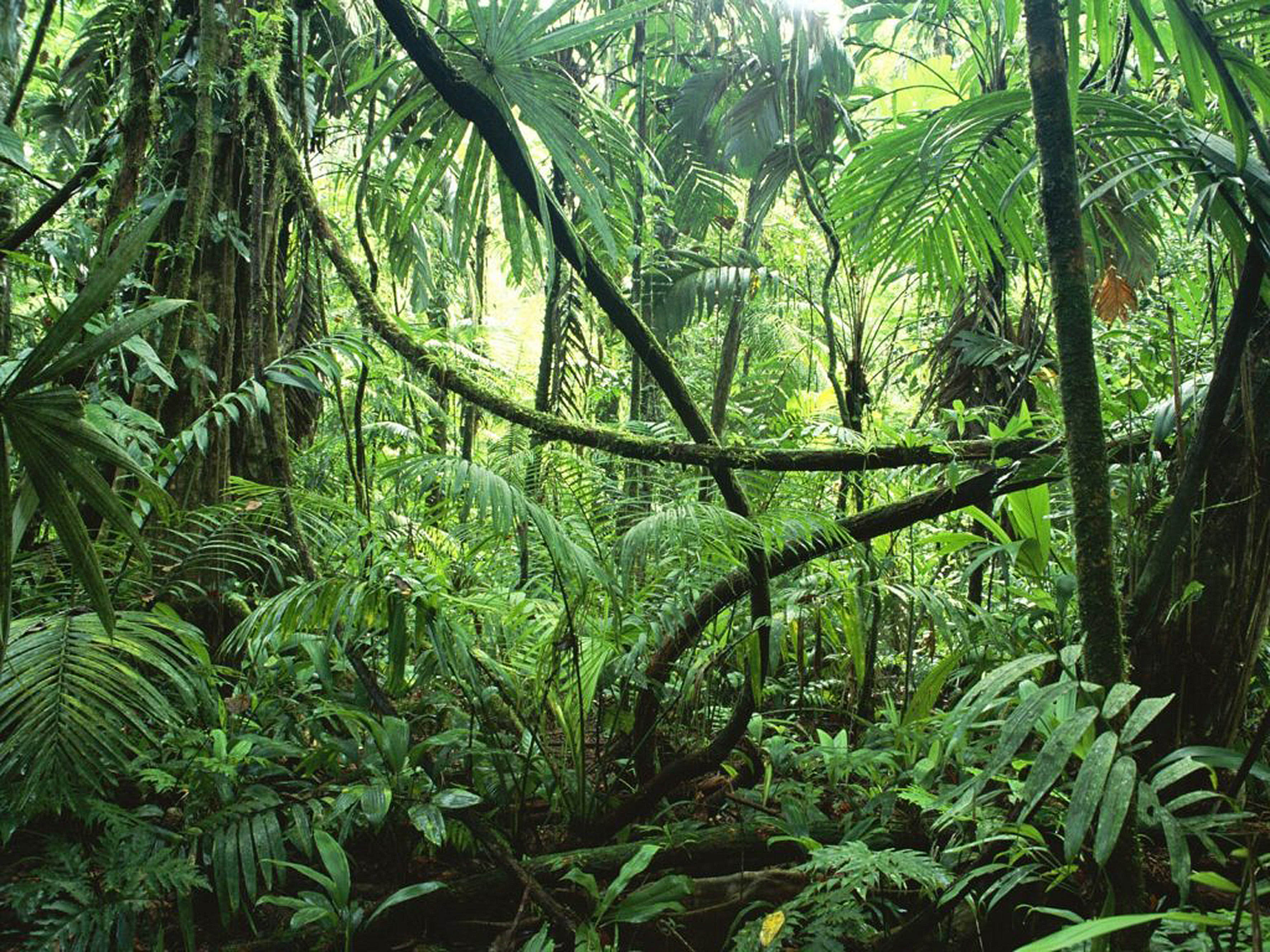 Bosques Tropicales son los Ecosistemas Terrestres más Biodiversos del Planeta