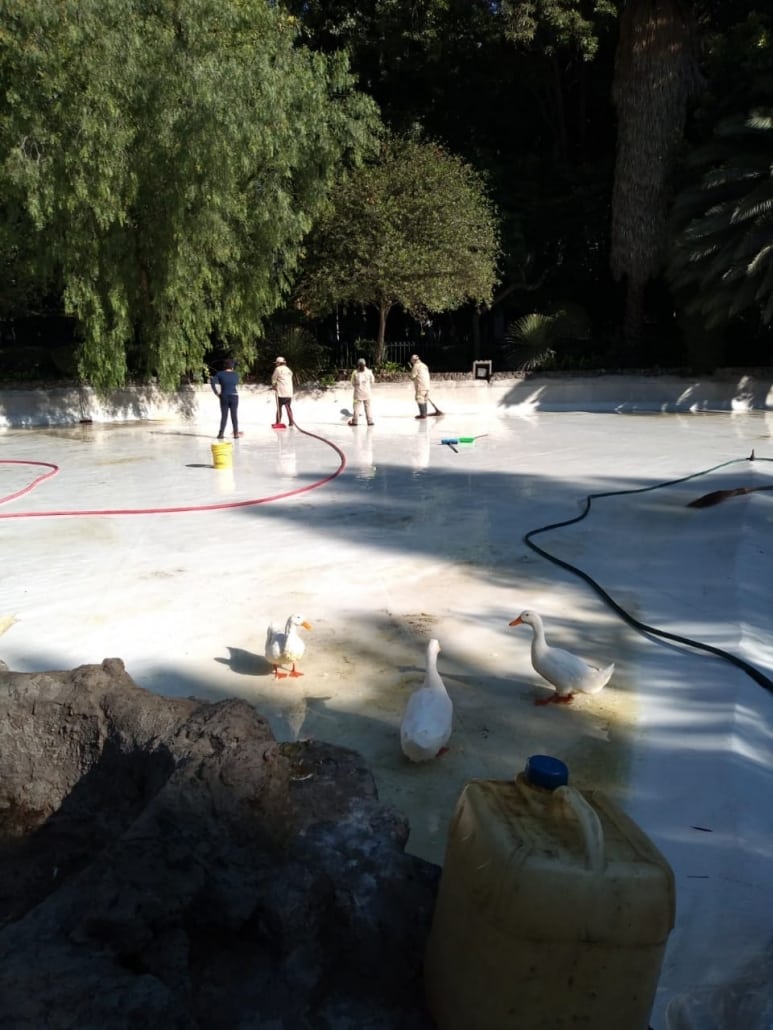 Alcaldía Cuauhtémoc da mantenimiento al estanque de los patos en Parque México