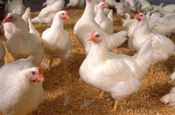 Un mito el uso de hormonas para el crecimiento de pollos para consumo humano