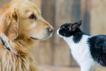 Necesario promover la Tenencia Responsable de Animales de Compañía