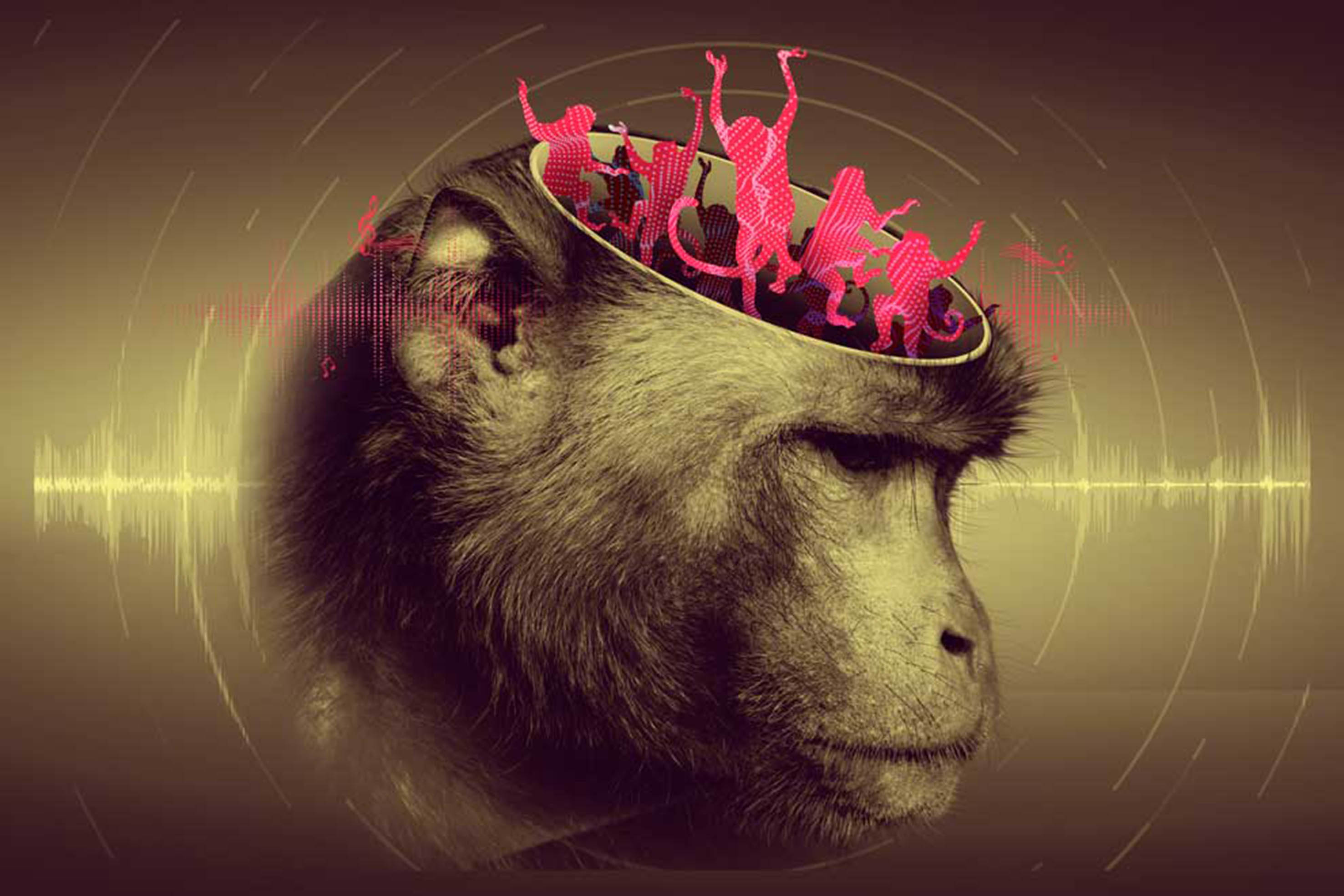 Los Macacos pueden seguir el ritmo al procesar con su cerebro el movimiento