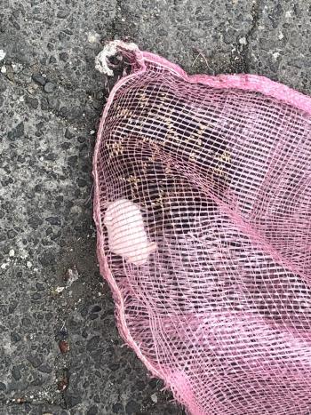 Una Víbora de Cascabel fue rescatada por Brigadistas de la SSC en Iztapalapa