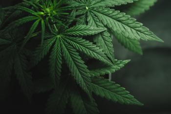 México puede convertirse en líder de la producción legal de cannabis y cáñamo industrial
