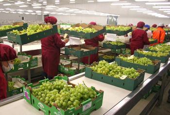 Registra balanza agroalimentaria de México superávit de 6,147 mdd en 1er semestre; incrementó en 28.4 por ciento con respecto al mismo periodo de 2018