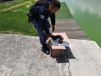 Brigadistas de Vigilancia Animal de la SSC rescataron a dos Patos, una Serpiente y una Tarántula