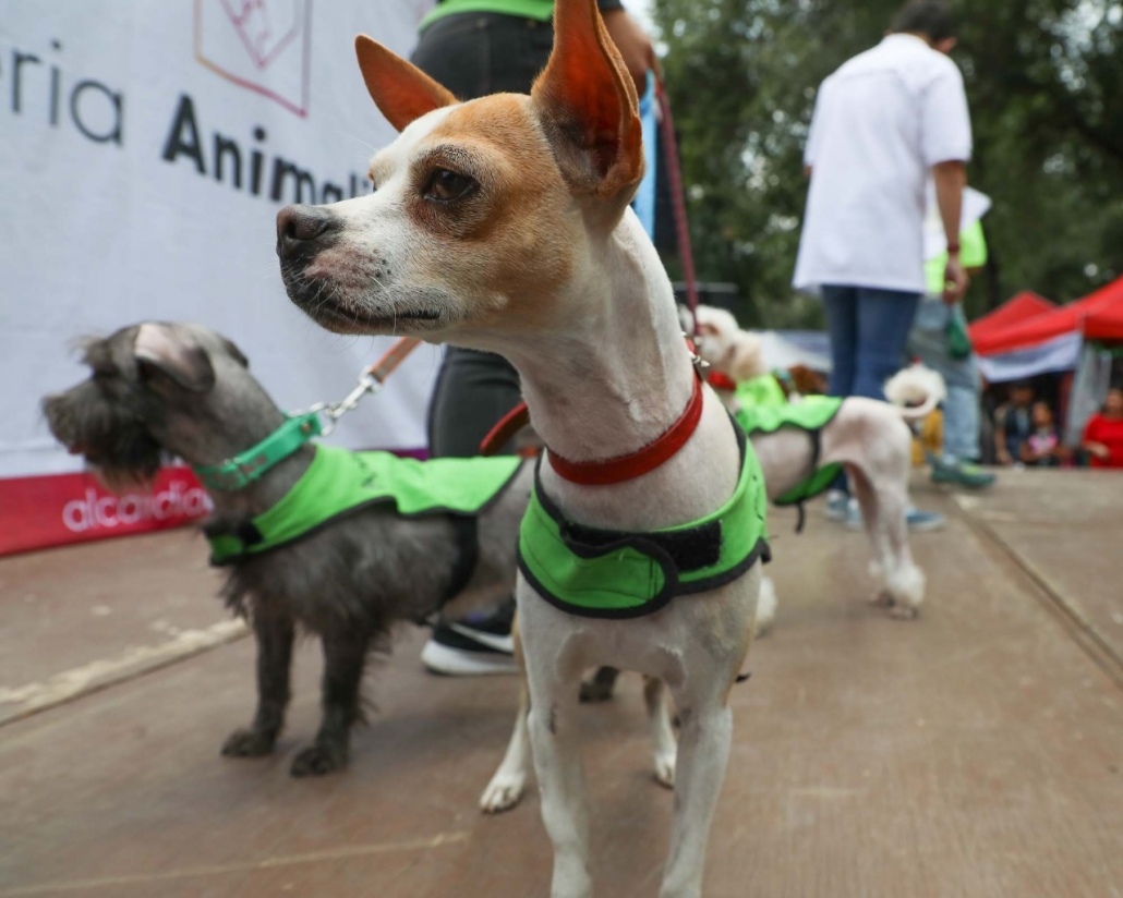 Con Feria Animalista Alcaldía Cuauhtémoc busca garantizar los derechos de los animales