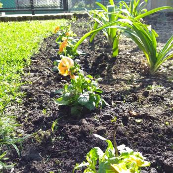 Reto Verde en Alcaldía Coyoacán