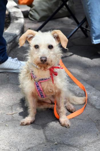 La Adopción de Perros y Gatos fue todo un Éxito