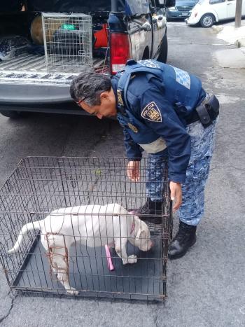 Brigada de Vigilancia Animal de la SSC rescató dos perros lesionados, una ave exótica y un tlacuache herido