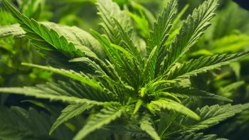 Propone Mónica Fernández Balboa reformas a la Ley para que la Secretaría de Salud pueda autorizar la cannabis