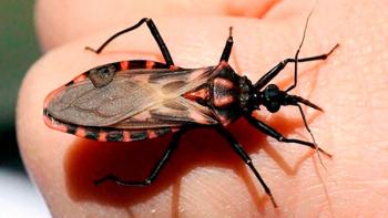 Silenciosa y desatendida la enfermedad de Chagas, causante de insuficiencia cardiaca