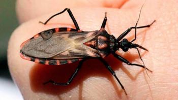 Silenciosa y desatendida la enfermedad de Chagas causante de Insuficiencia Cardiaca