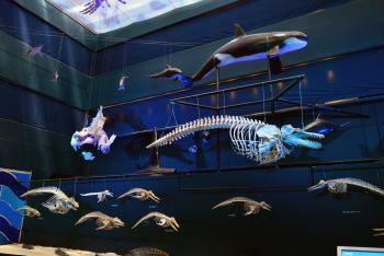 UNIVERSUM inicia su renovación con las Salas Océano y Hábitat