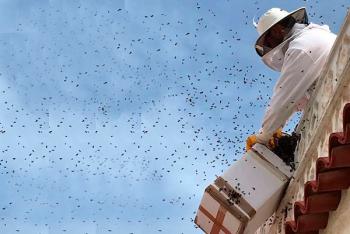 Contribuye la UNAM a la conservación de enjambres en la Ciudad de México