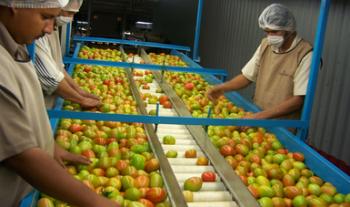 Toman medidas productores y autoridad sanitaria para garantizar exportaciones de jitomate y chile fresco a EU