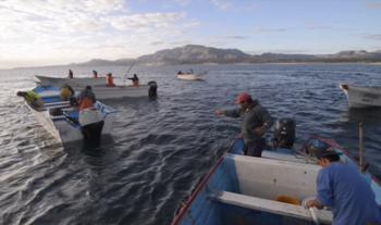 Actualiza Agricultura proyecto de modificación de NOM que determina procedimiento para establecer zonas de refugio para recursos pesqueros