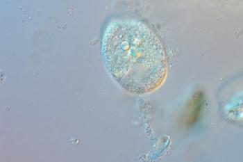 Encuentran alumnas de la UNAM microhongo en tracto digestivo de rumiantes