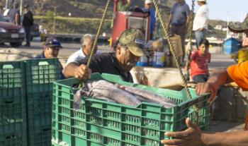 Pone Agricultura a consulta proyecto de NOM para el aprovechamiento sustentable de la merluza en el océano Pacífico y Golfo de California