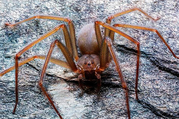 Universitarios descubren nueva especie de araña violinista, la primera originaria del Valle de México