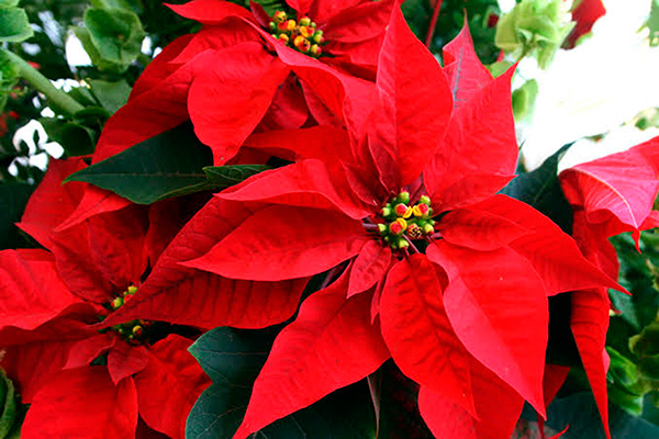 La Flor de Nochebuena, símbolo de las festividades decembrinas