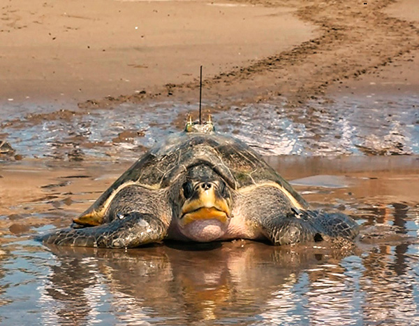 Por cambio climático, en riesgo la reproducción de las tortugas marinas