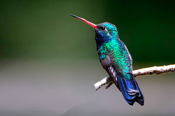 Instala la UNAM jardines de colibríes en la Ciudad de México