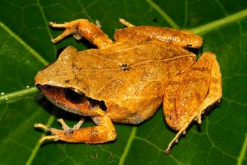 En peligro de extinción, más de la mitad de especies de anfibios en México