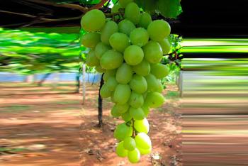 Uvas: el mejor regalo de año nuevo