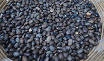 Convoca Agricultura a frente común para la construcción de un nuevo modelo productivo del frijol